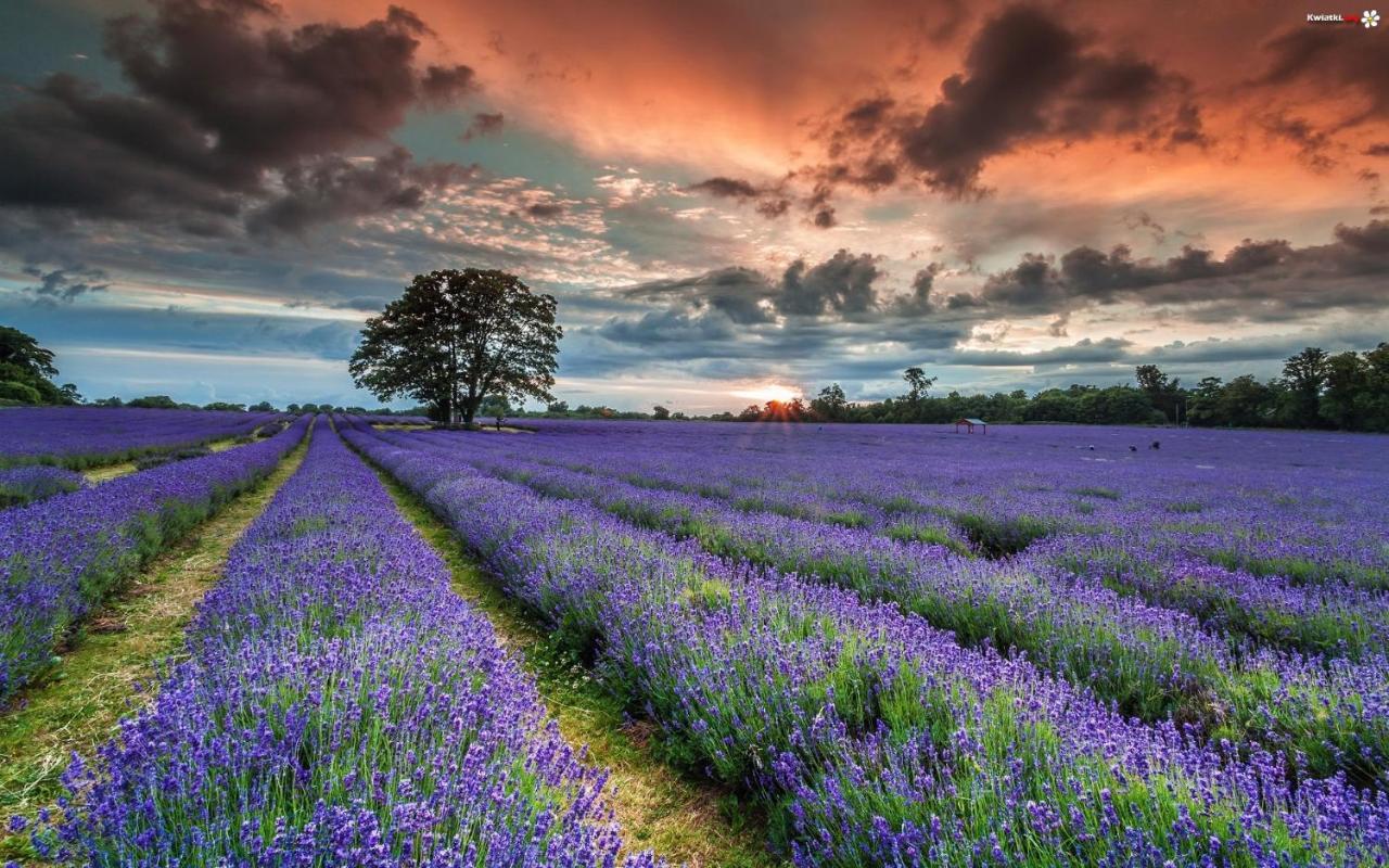 La Maison Des Collines Allemagne-en-Provence Luaran gambar